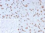 NEUROG3/Neurogenin 3/NGN3 (Transcription Factor) Antibody in Immunohistochemistry (Paraffin) (IHC (P))