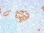 PAX6 (Stem Cell Marker) Antibody in Immunohistochemistry (Paraffin) (IHC (P))