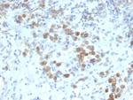 PAX6 (Stem Cell Marker) Antibody in Immunohistochemistry (Paraffin) (IHC (P))