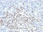 PAX6 (Stem Cell Marker) Antibody in Immunohistochemistry (Paraffin) (IHC (P))