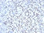 PAX6 (Stem Cell Marker) Antibody in Immunohistochemistry (Paraffin) (IHC (P))