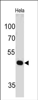 PAX7 Antibody in Western Blot (WB)