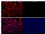 Galectin 9 Antibody in Immunohistochemistry (Paraffin) (IHC (P))