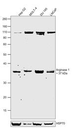 Arginase 1 Antibody in Western Blot (WB)