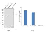 NFkB p65 Antibody