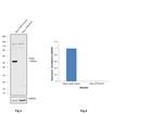 PTEN Antibody in Western Blot (WB)