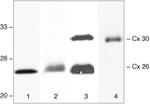 Connexin 26 Antibody in Western Blot (WB)