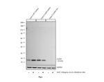 Claudin 1 Antibody in Western Blot (WB)