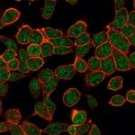 ZBTB7B Antibody in Immunocytochemistry (ICC/IF)