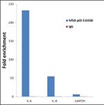 NFkB p65 Antibody in ChIP Assay (ChIP)