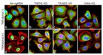 NFkB p65 Antibody in Immunocytochemistry (ICC/IF)