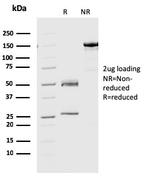 Geminin/DNA Replication Inhibitor Antibody in SDS-PAGE (SDS-PAGE)