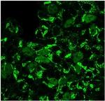 Geminin/DNA Replication Inhibitor Antibody in Immunocytochemistry (ICC/IF)