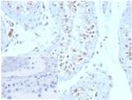 Geminin/DNA Replication Inhibitor Antibody in Immunohistochemistry (Paraffin) (IHC (P))