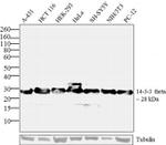 14-3-3 Pan Antibody in Western Blot (WB)