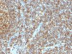 PCNA (Proliferating Cell Nuclear Antigen) (G1- and S-phase Marker) Antibody in Immunohistochemistry (Paraffin) (IHC (P))