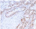 PCNA (Proliferating Cell Nuclear Antigen) (G1- and S-phase Marker) Antibody in Immunohistochemistry (Paraffin) (IHC (P))