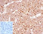 PCNA (Proliferating Cell Nuclear Antigen) (G1- and S-phase Marker) Antibody in Immunohistochemistry (Paraffin) (IHC (P))