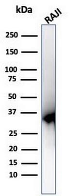 PCNA (Proliferating Cell Nuclear Antigen) (G1- and S-phase Marker) Antibody in Western Blot (WB)