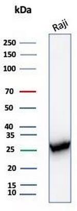 PCNA (Proliferating Cell Nuclear Antigen) (G1- and S-phase Marker) Antibody in Western Blot (WB)