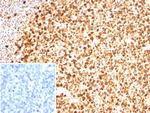 PCNA (Proliferating Cell Nuclear Antigen) (G1- and S-phase Marker) Antibody in Immunohistochemistry (Paraffin) (IHC (P))