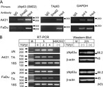 SMAD2 Antibody in ChIP Assay (ChIP)