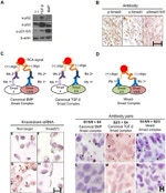 SMAD2 Antibody in Immunohistochemistry (IHC)