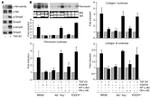 SMAD3 Antibody in Western Blot (WB)