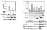 SMAD3 Antibody in Western Blot (WB)