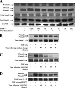 SMAD3 Antibody in Western Blot (WB)