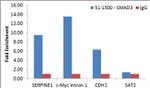 SMAD3 Antibody in ChIP Assay (ChIP)