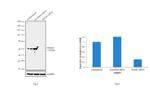 SMAD3 Antibody in Western Blot (WB)