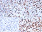 LEF1/TCF1 alpha (Transcription Factor) Antibody in Immunohistochemistry (Paraffin) (IHC (P))