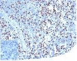 LEF1/TCF1 alpha (Transcription Factor) Antibody in Immunohistochemistry (Paraffin) (IHC (P))