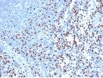 LEF1/TCF1 alpha (Transcription Factor) Antibody in Immunohistochemistry (Paraffin) (IHC (P))