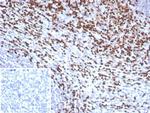 LEF1/TCF1 alpha (Transcription Factor) Antibody in Immunohistochemistry (Paraffin) (IHC (P))