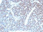 LEF1/TCF1 alpha (Transcription Factor) Antibody in Immunohistochemistry (Paraffin) (IHC (P))