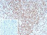 LEF1/TCF1 alpha (Transcription Factor) Antibody in Immunohistochemistry (Paraffin) (IHC (P))