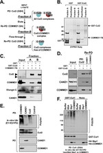 Cullin 2 Antibody in Western Blot (WB)