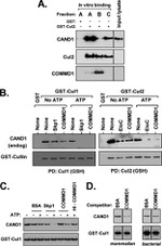 Cullin 2 Antibody in Western Blot (WB)