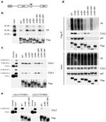 Cullin 2 Antibody in Western Blot (WB)