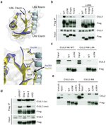 Cullin 2 Antibody in Western Blot (WB)