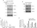 Cullin 2 Antibody in Western Blot (WB)