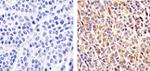 Cullin 2 Antibody in Immunohistochemistry (Paraffin) (IHC (P))