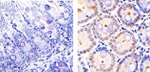 Cullin 2 Antibody in Immunohistochemistry (Paraffin) (IHC (P))