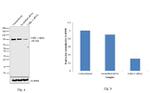 Cullin 2 Antibody