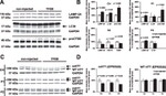 LAMP-2A Antibody in Western Blot (WB)