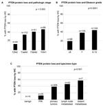 PTEN Antibody in Immunohistochemistry (IHC)