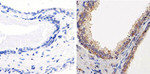 PTEN Antibody in Immunohistochemistry (Paraffin) (IHC (P))