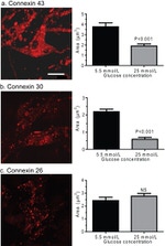 Connexin 26 Antibody in Immunocytochemistry (ICC/IF)